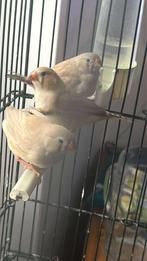 Diamant mandairn, Dieren en Toebehoren, Ophalen