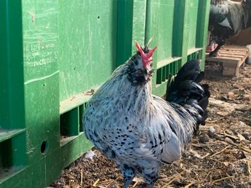 Trio krielkippen beschikbaar voor biedingen