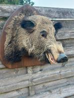 Taxdermie groot wild everzwijn, Enlèvement