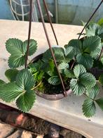 Aardbeiplanten, Enlèvement