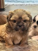 Chiots Lhassa apso, Autres races, Plusieurs, Hépatite contagieuse (maladie de Rubarth), Belgique