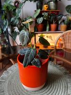 Philodendron Melanochrysum, Huis en Inrichting, Kamerplanten, Ophalen