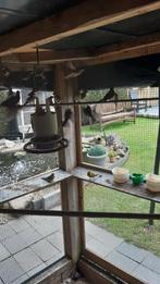 kanaries, Dieren en Toebehoren, Geslacht onbekend, Zangkanarie