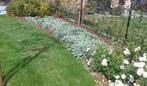 STACHY = LEUKE WINTERGROENE BODEMBEDEKKER, Ophalen, Bodembedekkers, Volle zon, Vaste plant
