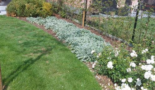 STACHY = LEUKE WINTERGROENE BODEMBEDEKKER, Tuin en Terras, Planten | Tuinplanten, Vaste plant, Bodembedekkers, Volle zon, Bloeit niet