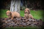 Teckel pups langhaar, Dieren en Toebehoren, België, CDV (hondenziekte), 8 tot 15 weken, Teef
