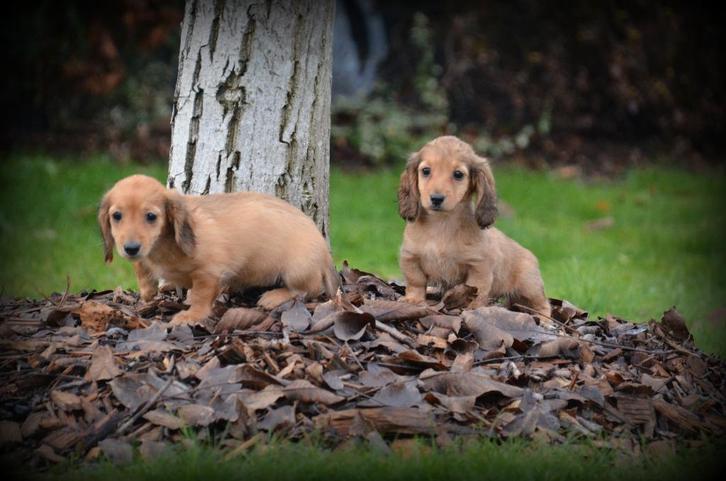 Teckel pups langhaar, Dieren en Toebehoren, Honden | Teckels en Dashonden, Teef, Langhaar, Dwerg, Fokker | Professioneel, Meerdere