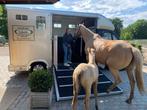 Peugeot Boxer HUUR MIJ : transport 2 paarden rijbewijs B 100, 4 portes, Noir, Tissu, Carnet d'entretien