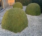 Buxusbollen te koop, diam. tussen 60-90 cm, Ophalen, Buxus, Struik, 100 tot 250 cm