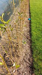 Haagplanten liguster, Enlèvement