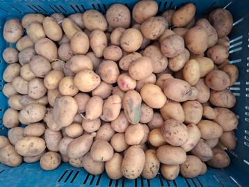 Krieltjes vitabella / carolus mix beschikbaar voor biedingen