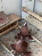 Iraq’s Duiven, Dieren en Toebehoren, Overige soorten