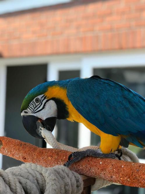 Blauw gele ara zoekt een warme thuis, Dieren en Toebehoren, Vogels | Parkieten en Papegaaien, Papegaai, Tam
