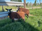 Zwartbles ooien, Vrouwelijk, Schaap, 3 tot 5 jaar