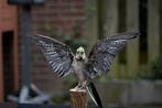 Opgezette valkparkiet taxidermie, Verzamelen, Ophalen of Verzenden, Nieuw, Vogel