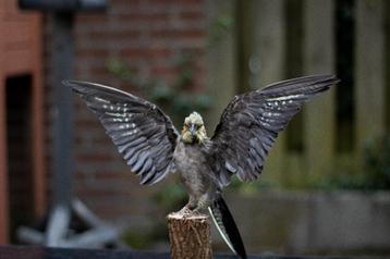 Opgezette valkparkiet taxidermie  beschikbaar voor biedingen