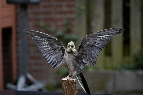 Opgezette valkparkiet taxidermie, Verzamelen, Dierenverzamelingen, Nieuw, Vogel, Ophalen of Verzenden