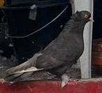 Mooi duiven...kwaliteit 100%, Dieren en Toebehoren, Vogels | Duiven