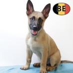 Energieke Mechelse Herders pups te koop, Dieren en Toebehoren, België, Handelaar, CDV (hondenziekte), 8 tot 15 weken