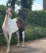 Mooie springgefokte merrie, Dieren en Toebehoren, Paarden, Merrie, M