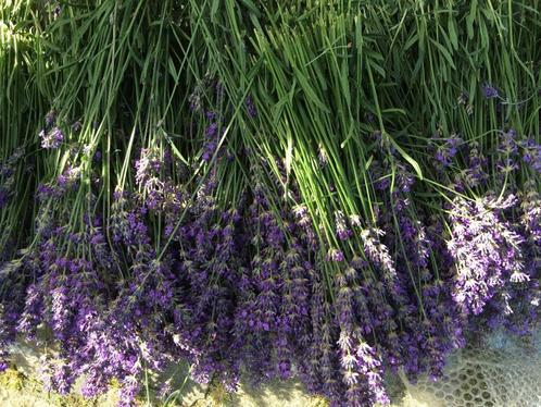 Bio lavendel belletjes, Huis en Inrichting, Kamerplanten, Ophalen of Verzenden