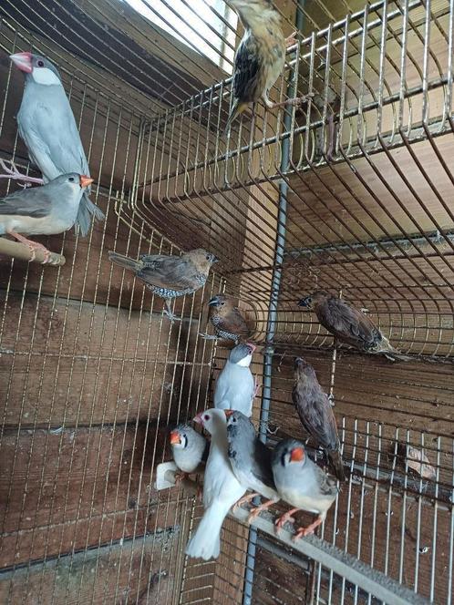 Muskaatvinken, Dieren en Toebehoren, Vogels | Overige Vogels, Tropenvogel, Geslacht onbekend