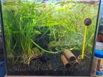 Aquarium 45x28x28 (35liter), Dieren en Toebehoren, Vissen | Aquariumvissen