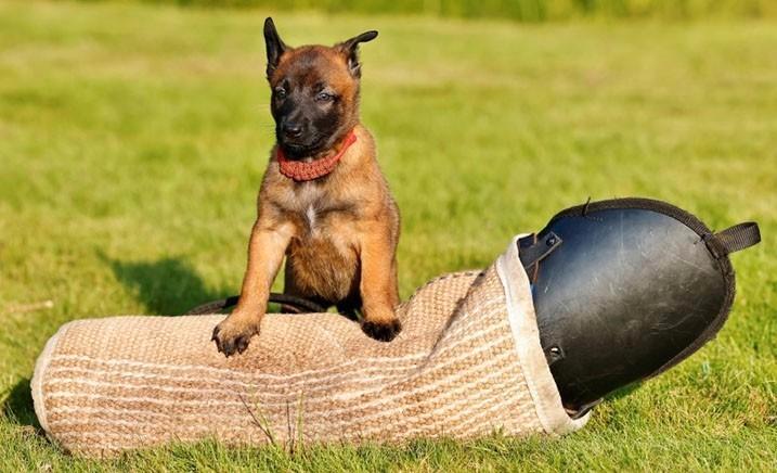 Gezocht hondensport materiaal, Dieren en Toebehoren, Hondenspeelgoed, Zo goed als nieuw, Ophalen