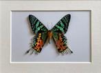 Kader met Urania vlinder uit Madagaskar, Ophalen of Verzenden, Zo goed als nieuw