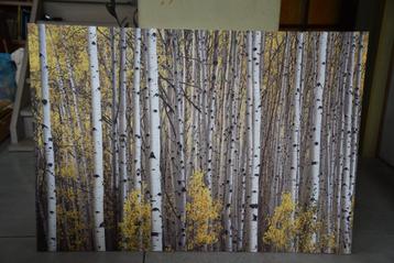 Decoratieve fotokader van berkenbos beschikbaar voor biedingen