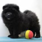 Chow Chow - Belgische pup te koop, België, CDV (hondenziekte), 8 tot 15 weken, Meerdere