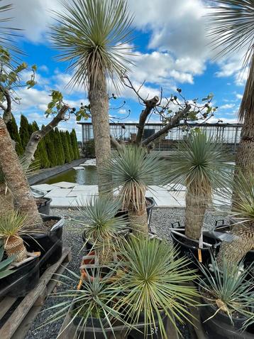 Lot van 6 yucca’s (LOT 37) beschikbaar voor biedingen