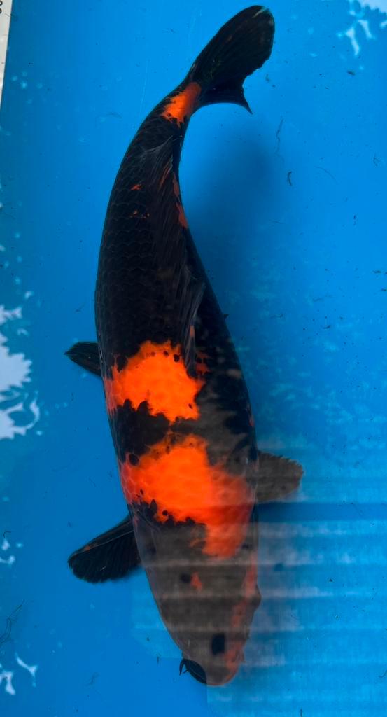 Hi-Utsuri van Shinoda, Dieren en Toebehoren, Vissen | Vijvervissen, Karper of Koi