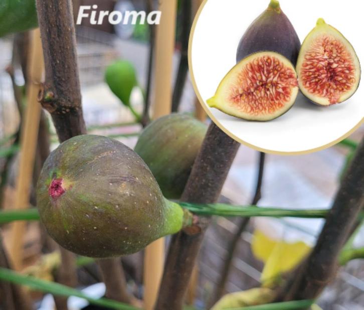 Mooie VIJGENPLANTEN "FIROMA", 80 /100 cm, in pot , 15€/stuk., Tuin en Terras, Planten | Tuinplanten, Vaste plant, Fruitplanten