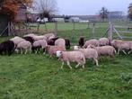 weidelammeren, Dieren en Toebehoren, Schapen, Geiten en Varkens