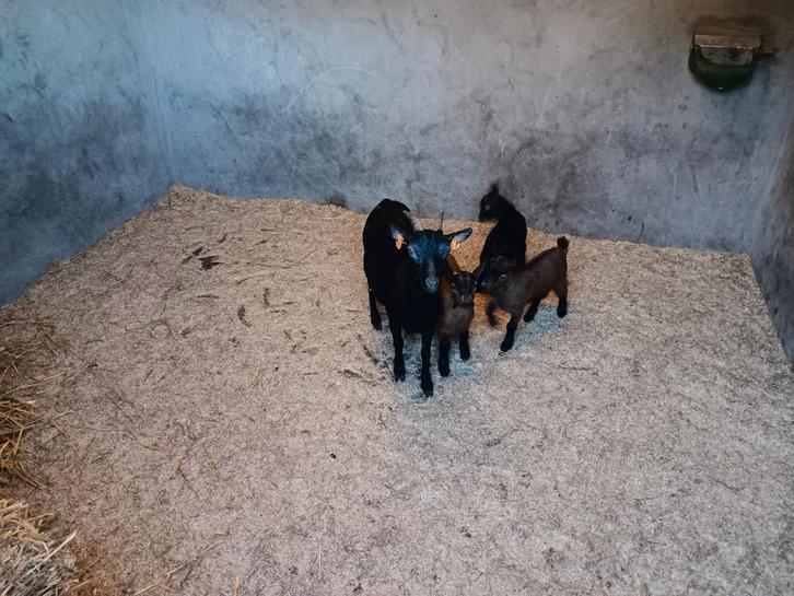 Dwerggeitje met lammetjes, Dieren en Toebehoren, Schapen, Geiten en Varkens