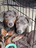 Blauwgrijze Jack Russell pups op boerderij geboren, Dieren en Toebehoren, Honden | Jack Russells en Terriërs, België, Jack Russell Terriër
