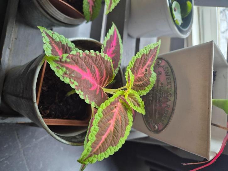Kamerplanten, Huis en Inrichting, Kamerplanten, Overige soorten, Minder dan 100 cm, Bloeiende kamerplant, Halfschaduw, Ophalen