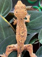 Wimpergekko, Dieren en Toebehoren, Hagedis, 0 tot 2 jaar