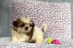 Shih tzu pups, Dieren en Toebehoren, Honden | Chihuahua's en Gezelschapshonden, België, Overige rassen, CDV (hondenziekte), 8 tot 15 weken