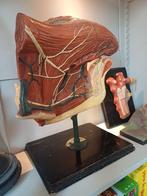 anatomisch model de tong, Antiek en Kunst, Ophalen of Verzenden