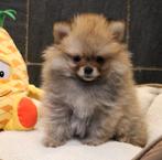 Pomeriaan pup, Dieren en Toebehoren, Parvo, België, Keeshond, Reu