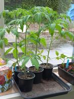 Tomatenplanten, Tuin en Terras, Planten | Tuinplanten, Ophalen, Zomer, Eenjarig, Groenteplanten
