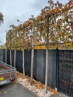 3 leibomen te koop. Wel zelf uit doen en vervoeren., Ophalen, Leiboom, 250 tot 400 cm