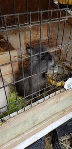 teddy dwerg, Dieren en Toebehoren, Konijnen, Dwerg