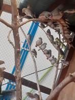 Jonge zebravinken, Dieren en Toebehoren, Meerdere dieren