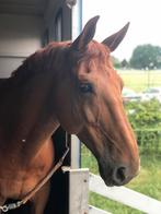 15j recreatie-/wandelpaard, Dieren en Toebehoren, Gechipt, Ruin, M, 11 jaar of ouder
