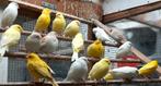 Kleur kanaries te koop, Animaux & Accessoires, Oiseaux | Canaris