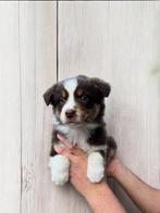 Australische herder pups (aussie pups), Dieren en Toebehoren, België, CDV (hondenziekte), 8 tot 15 weken, Meerdere