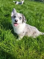 Welsh Corgi Cardigan pups Belgisch, Dieren en Toebehoren, CDV (hondenziekte), Meerdere, 8 tot 15 weken, Meerdere dieren